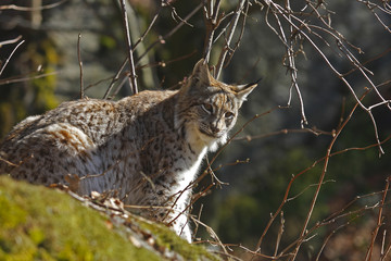 Eurasian Lynx (Lynx lynx)