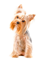 Curious Yorkshire terrier sitting isolated on white background