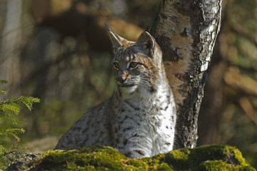 Eurasian Lynx (Lynx lynx)