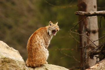 Eurasian Lynx (Lynx lynx)