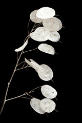 Linaria annua, silver dollar plant