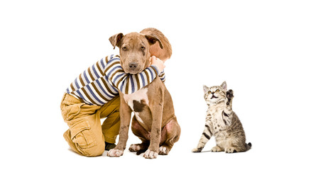 Affectionate child, pit bull puppy and a playful kitten