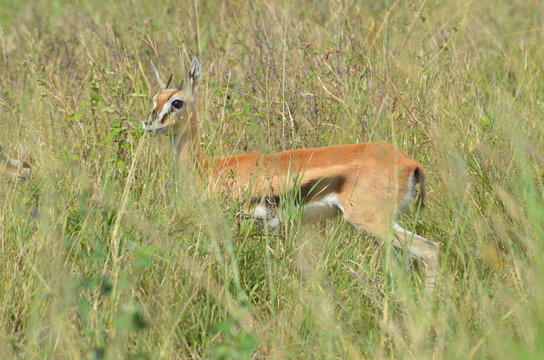 piccola gazzella impala ;antilope della savana, nel parco del serengeti in tanzania africa 