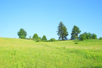 Fototapeta premium Pine trees and green meadow in summer