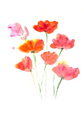 Beautiful stylized red poppy flowers on white, Acrylic color painting