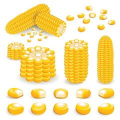Corn Vector