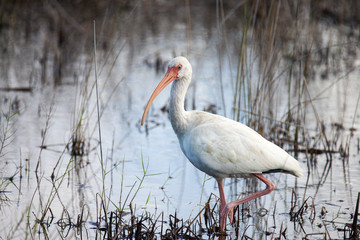 White Ibis Wading