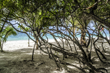 Obraz premium Wild ancient trees on the island