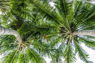 Fototapeta premium branches of coconut palms under blue sky