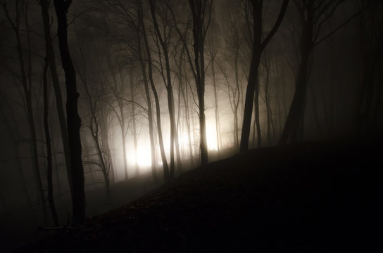 mysterious light in fantasy forest at night