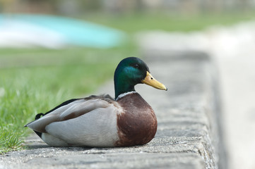 Fototapeta premium canard