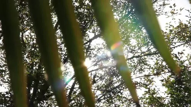 Movimiento entre Hojas de Falso Palmito oto&ntilde;al en abanico,   a contraluz de los rayos del sol  