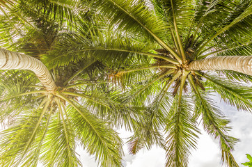 Obraz premium branches of coconut palms under blue sky