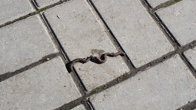 Worm on a tile