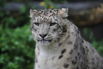 Fototapeta na wymiar Leopard des neiges