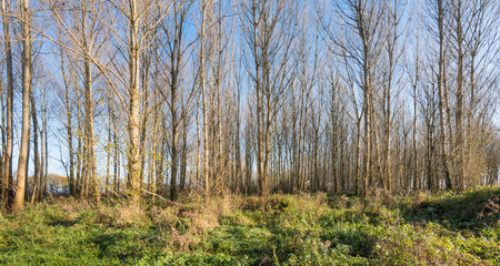 Straight bare trees in autumnal sunlight
