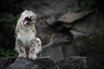 Leopard des neiges