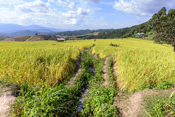 Terraced rice field with irrigation canal at Ban Pa Bong Piang, Chiang Mai, Thailand.
