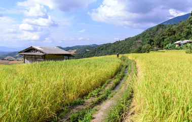 Terraced rice field with irrigation canal at Ban Pa Bong Piang, Chiang Mai, Thailand.