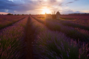 Afwasbaar Fotobehang Lavendel Lavendelvelden, Valensole-plateau, Frankrijk