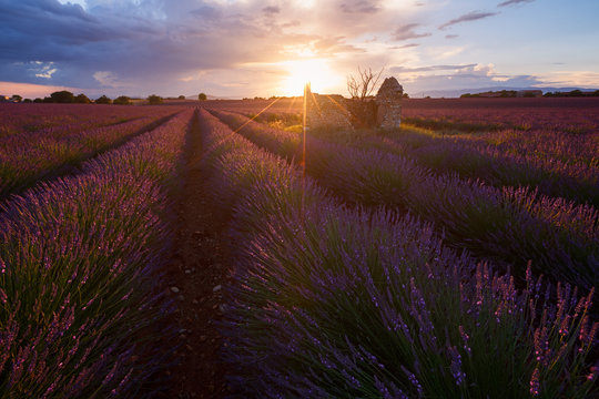 Champs de lavandes, plateau de Valensole, FRance