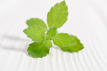 Fresh green mint on white wooden table