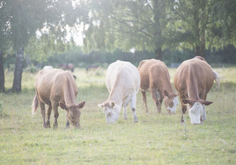 Obraz na płótnie Canvas Rural summer farmland with cows in field, Sweden