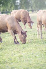 Rural summer farmland with cows in field, Sweden