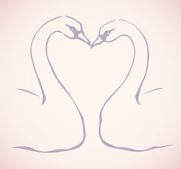 Pair of graceful swans. Vector drawing