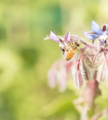 Bee and flower in beautiful nature