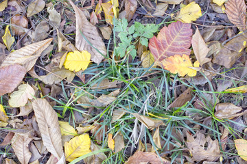 Green vegetation with fallen leaves
