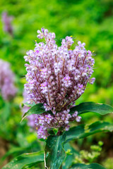 Gentle lilac flower in garden