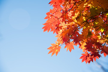 maple tree with colorful autumn leaves