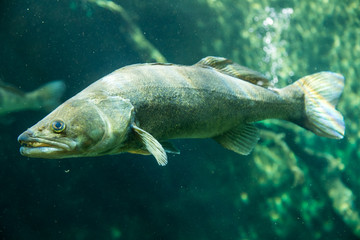 Underwater World – Sander Fish (Pike-Perch)