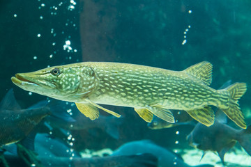 Pike 