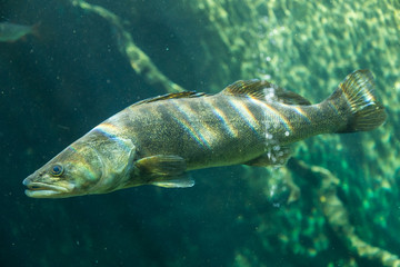 Underwater World – Sander Fish (Pike-Perch)