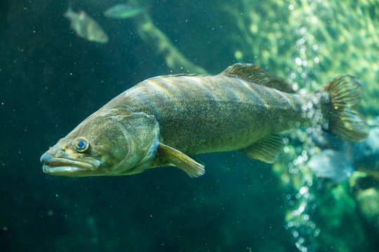 Underwater World – Sander Fish (Pike-Perch)