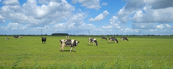 Le bétail paissant dans un pré en été