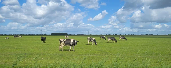 Papier Peint photo Lavable Vache Le bétail paissant dans un pré en été