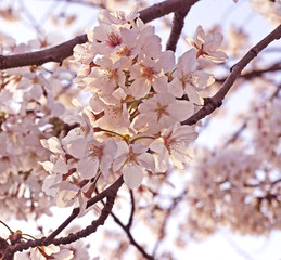Cherry Blossom. Sakura flower season Background.