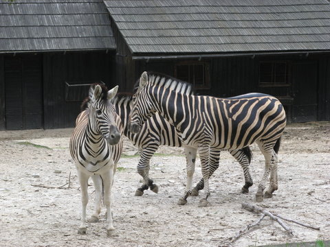 Zebry