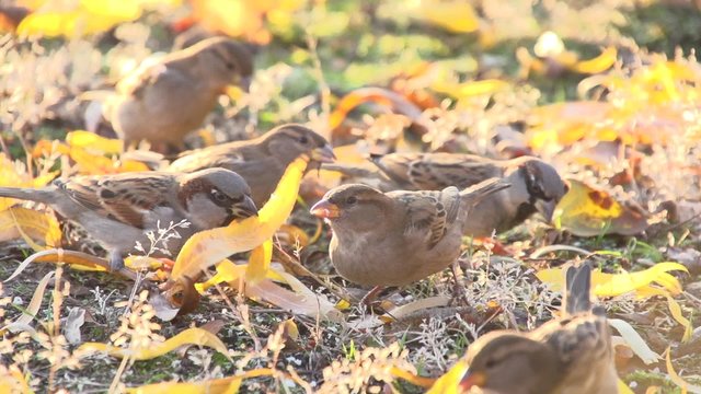Birds. Flock of sparrows peck food on meadow.  Slow motion 240 fps. 