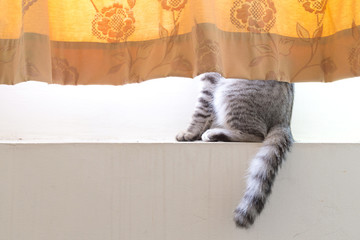 cat hide inside the curtain showing half lower body