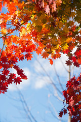 maple tree with colorful autumn leaves