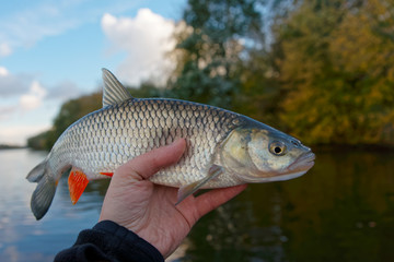 Chub in fisherman's hand