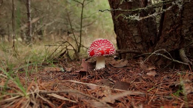 Plano estatico de seta joven, Amanita Muscaria en la base de un pino
