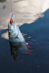 Chub caught on a plastic bait in water