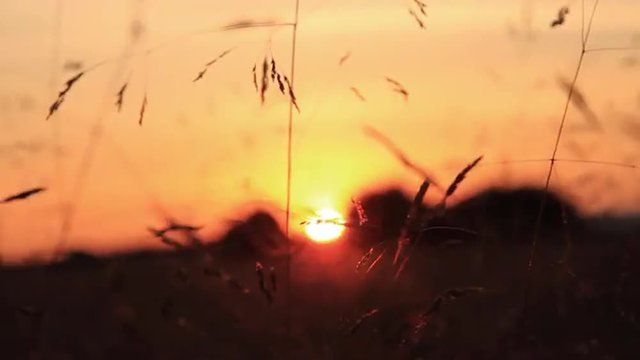 Puesta de Sol entre Hierbas Silvestres
