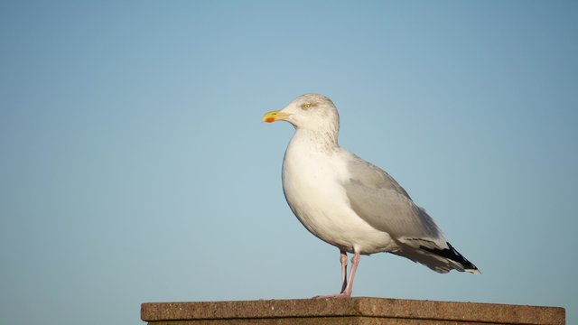 Close up seagulls in Aberdeen, Scotland
