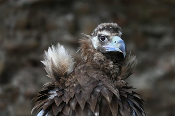Le vautour